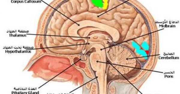 المخ المتحكم الأول فى قدرتنا على التوقف عن العادات