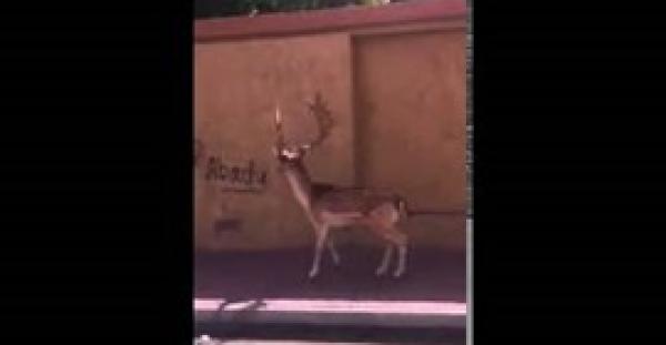 بالفيديو.. سعوديان يطاردان غزالة في شوارع مكة