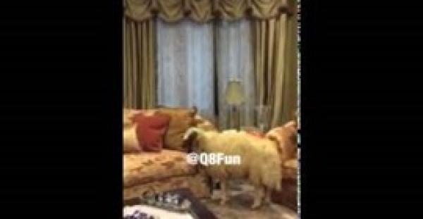 بالفيديو.. "خروف" يقتحم منزلًا هربًا من الجزار