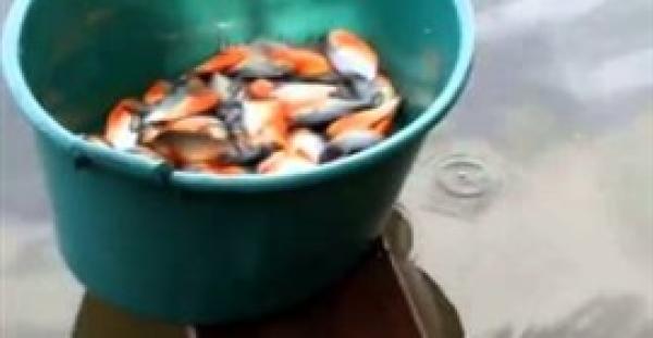 بالفيديو.. أسهل طريقة لصيد الأسماك المفترسة