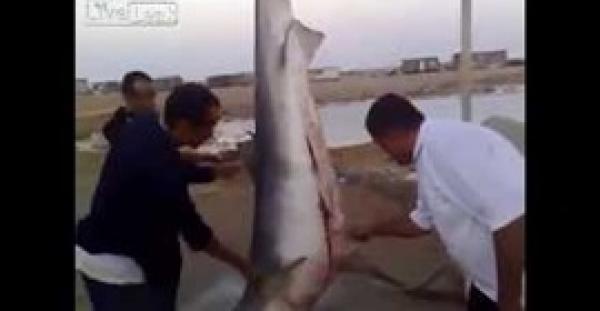 بالفيديو.. صيادون يعثرون على خروف داخل بطن قرش