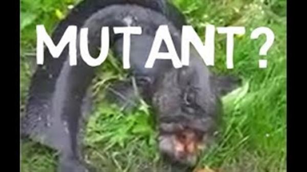 بالفيديو.. سمكة غريبة تسبب رعبا للمواطنين في روسيا