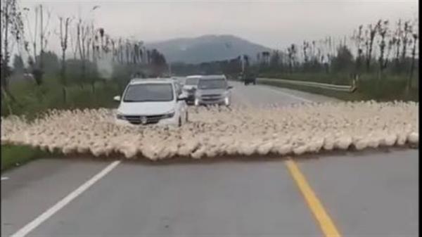 بعد ظاهرة الأغنام الغريبة.. بط يسير في شكل دائري ويحير العلماء(فيديو)