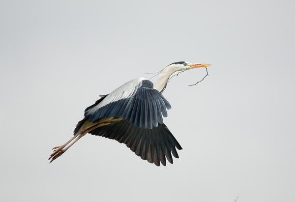 لقلاق يتسبب في إشعال حريق بفرنسا