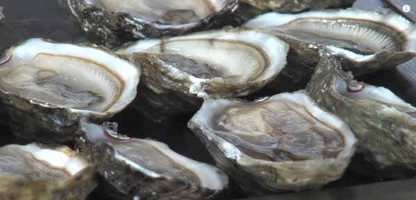 الداخلة تتجه لأن تكون من أهم المدن المنتجة لأفخر أنواع المحار في العالم