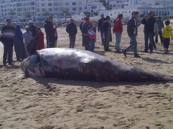 بالصور: شاطئ المضيق يلفظ  حوت "الأوركا" و يخلق الحدث بين سكان المنطقة