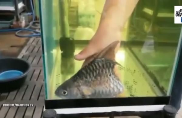 بالفيديو: كيف بقيت هذه السمكة حية بنصف جسد؟
