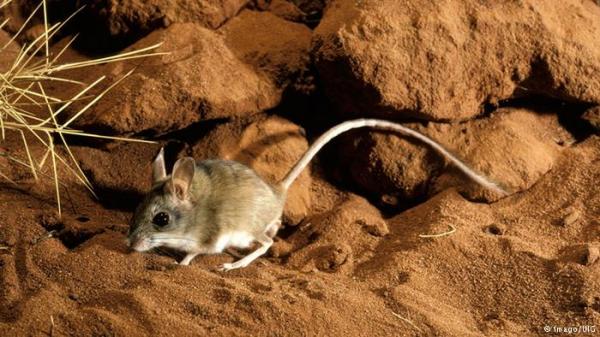 فيروس هانتا.. هذا ما قد تفعله الفئران والجرذان بالإنسان