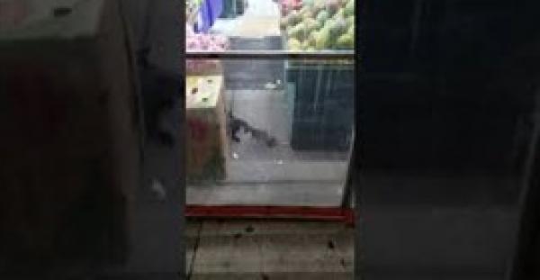 شجار بين قط وفأر ينتهي بمفاجأة (فيديو)