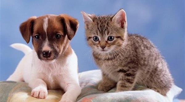 دراسة: الحيوانات الأليفة مصدر قلق وإزعاج