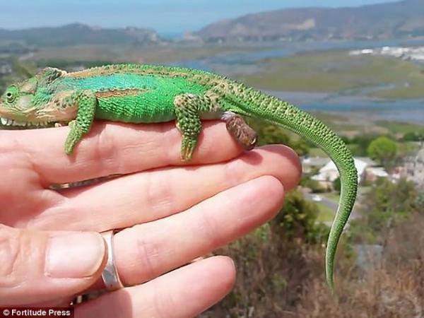 لقطات مذهلة لحرباء تلد 26 صغيرا على يد رجل (فيديو وصور)