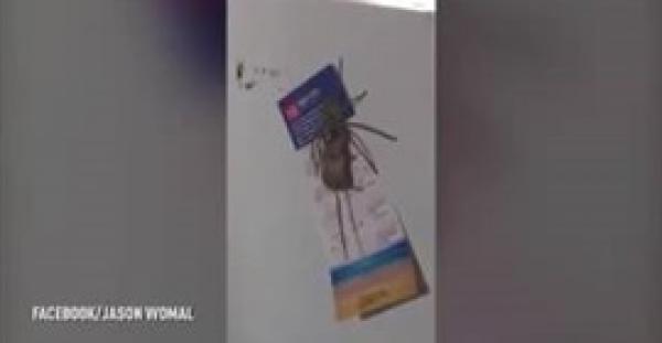 بالفيديو.. لقطات غريبة لعنكبوت ضخم يأكل فأرا