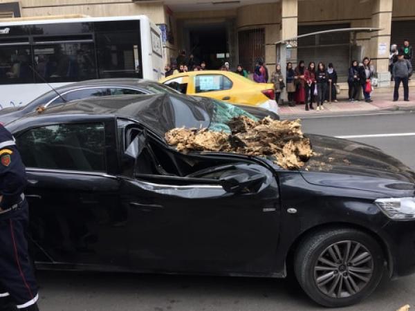 سقوط مفاجئ لشجرة ضخمة كاد يتسبب في كارثة بتطوان (صور)