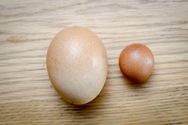 بالفيديو: لن تتخيّل ماذا يوجد داخل هذه البيضة؟