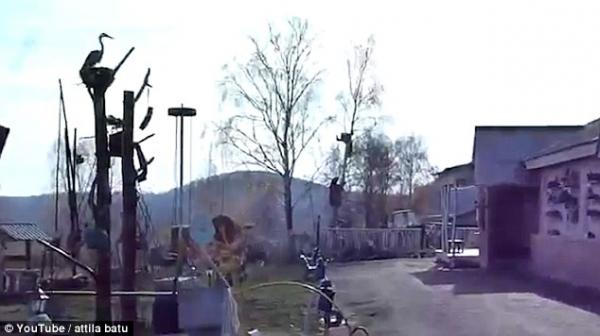 بالفيديو: يتسلق شجرة هرباً من دب.. وجاره يكتفي بالتصوير