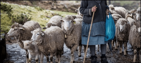 هذا ما قضت به المحكمة في حق راعية الغنم التي اتهمها عون سلطة بالإعتداء عليه وأسرتها تُراسل "بوعياش" !