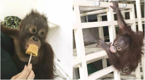 قرد "متعاطٍ للمخدرات" مهدد بـ "الإبعاد" من الكويت