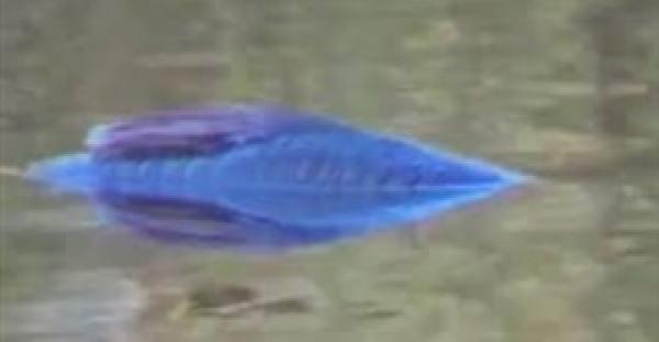 مخلوق غريب بألوان زاهية في بحيرة يثير ضجة (فيديو)