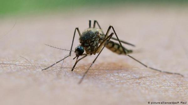 بهذه النباتات يمكنك التخلص من البعوض بشكل طبيعي