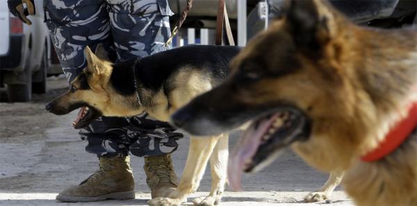 الحرس الإسباني يستعين بالكلاب المدربة ويوقع بمغربي بحوزته كمية هائلة من المخدرات