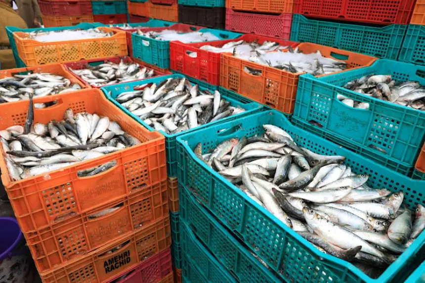 مينائي سيدي افني وأسفي يستقبلان كميات قياسية من الأسماك خصوصا السردين