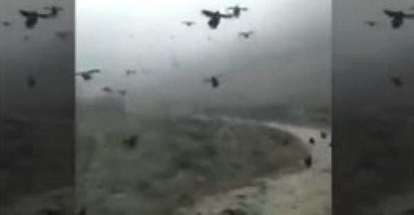 بالفيديو.. مشهد غريب لمئات الدجاج يطير ويحلق في الهواء