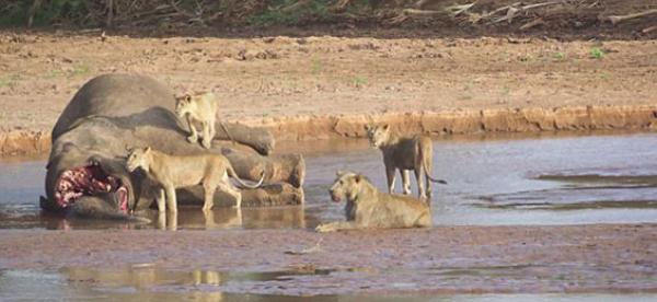 شاهد عراك 3 أسود مع تمساح