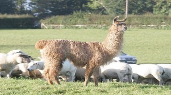 مزارعون يستخدمون اللاما والإوز كأجهزة إنذار ضد اللصوص