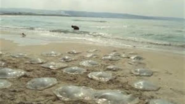 5 نصائح للتعامل مع لسعات قنديل البحر