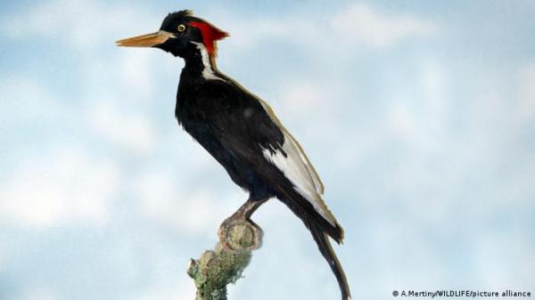 نقار الخشب لماذا لا يعاني من الصداع؟