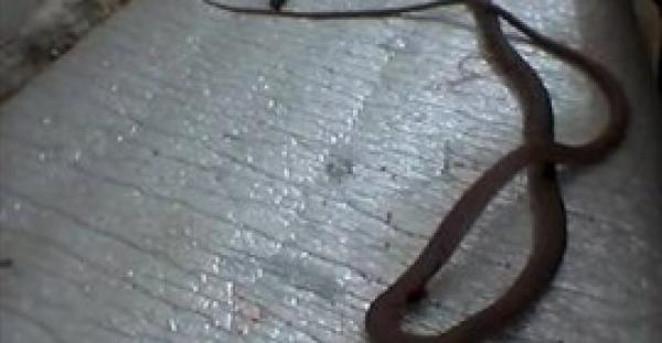 بالفيديو.. ثلاثة ثعابين سامة تهاجم مواطنا في الرياض