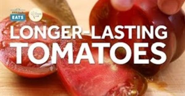 بالفيديو.. أسهل طريقة للحفاظ على الطماطم طازجة لفترة طويلة