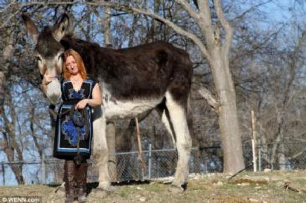 يبلغ طول الحمار العملاق "رومولوس" نحو 170 سم