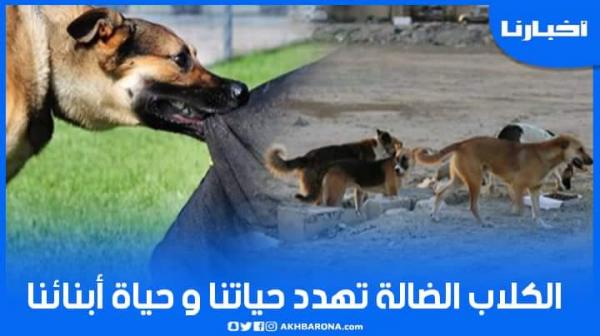 ساكنة جماعة بني حسان تناشد المسؤولين بعد هجوم المئات من الكلاب الضالة