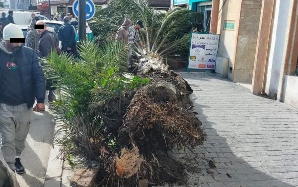 نجاة شابة عشرينية من موت محقق بعد سقوط نخلة بسبب الرياح القوية في طنجة