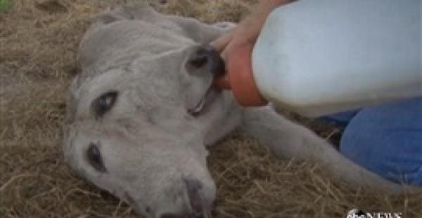 بالفيديو والصور.. ولادة نادرة لعجل برأسين تثير الجدل في بيرو