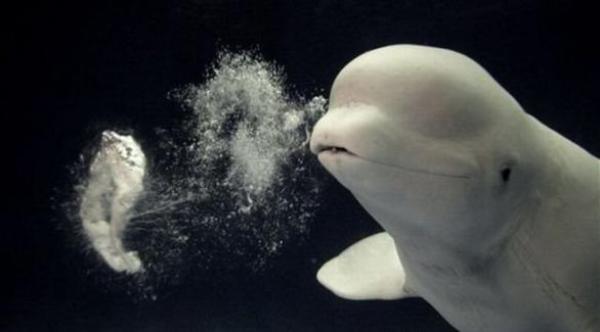 اكتشاف نوع جديد من الدلافين الحدباء