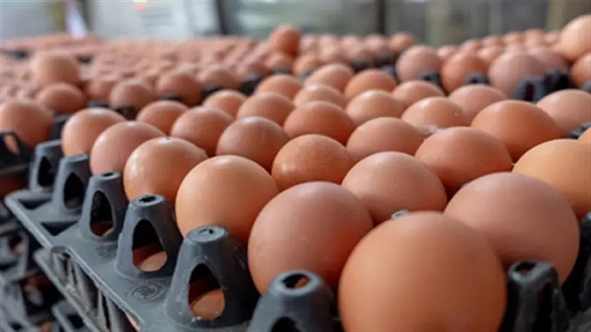 تراجع صاروخي.. أسعار البيض "تتهاوى" في الأسواق المغربية والمهنيون يكشفون الأسباب