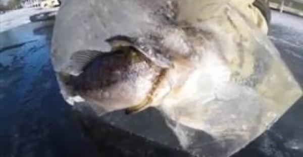 بالفيديو.. نهاية مؤلمة لسمكتين حاولت إحداهما التهام الأخرى