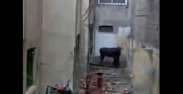 شاهد ماذا فعل ثور بجزار حاول الاستعراض أمامه قبل ذبحه