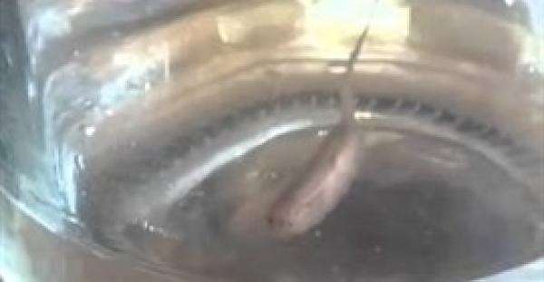 غير معقول..فتح الصنبور ليشرب الماء فخرج منه مخلوق غريب