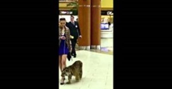 بالفيديو.. حسناء روسية تتجول بصحبة «نمر» في أحد المراكز التجارية
