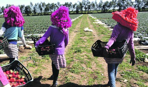 حكم جد مشدد في حق مهاجر مغربي استغل جنسيا عاملات مغربيات بالمزارع الإسبانية