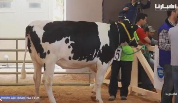 تنتج 51 لتر من الحليب يوميا..أكبر بقرة حلوب تلفت الأنظار في معرض الفلاحة بمكناس