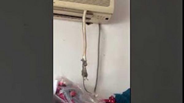 ثعبان يخرج من مكيف ليلتهم فأرا