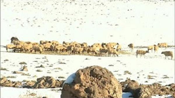 تساقط كثيف للثلوج في عدة مناطق بالمغرب