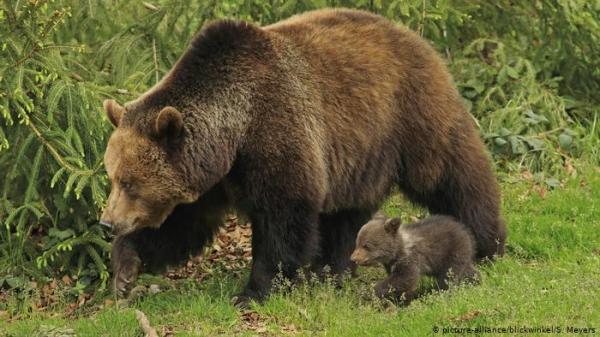 أمير متهم بقتل واحد من أكبر الدببة في أوروبا!