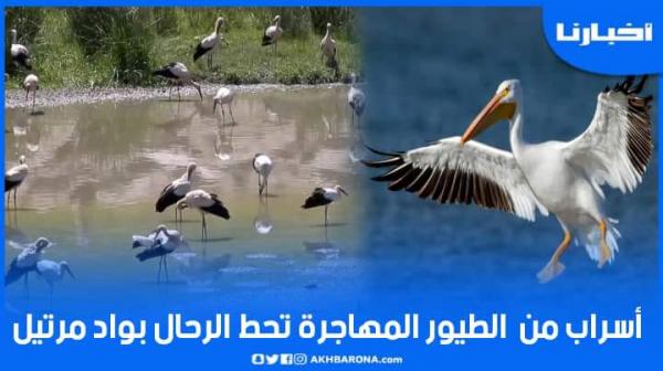 شاهد أسراب من الطيور المهاجرة تحط الرحال بواد مارتيل