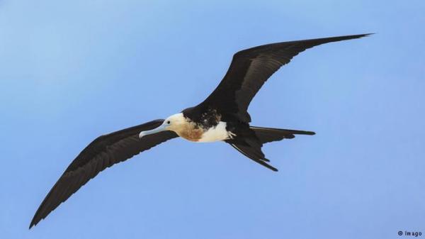 بعض الطيور ينام محلقاً في الأجواء