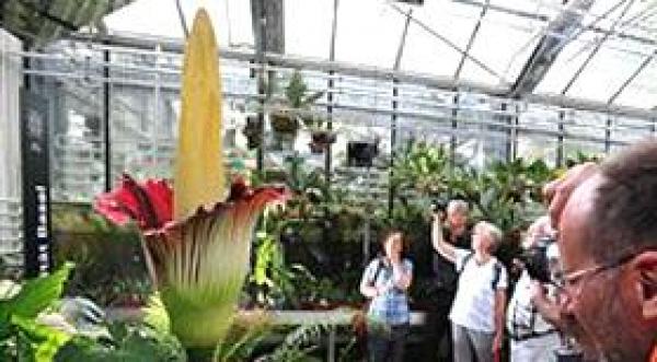 آلاف يشهدون تفتح \"الزهرة النتنة\" في سويسرا